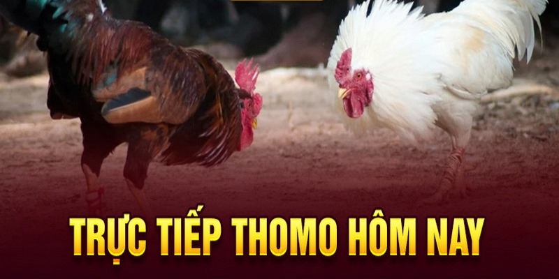 Giới thiệu nhanh về đá gà thomo tại nền tảng